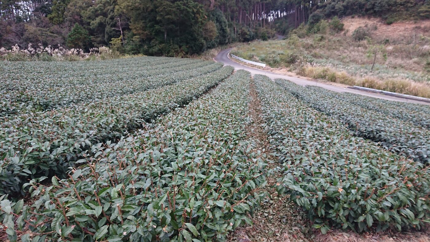 幼木園の剪枝 山東茶業組合